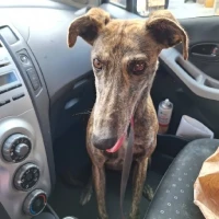 Adopta a Furia