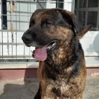 Adopta a Bobby