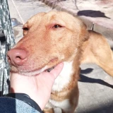 Adopta a Bambi