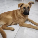 Adopta a Rocky