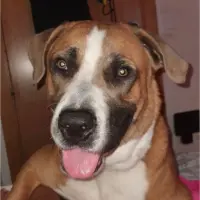 Adopta a Jotis