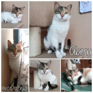 Alamy