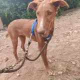 Adopta a Chloe