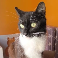 Adopta a Elif
