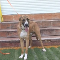 Adopta a Aston