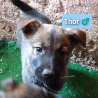 Adopta a Thor