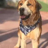Adopta a Tomás