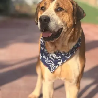 Tomás