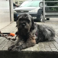 Adopta a Pelos