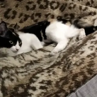 Coco