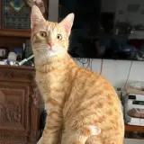 Adopta a Indi