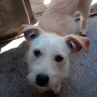 Adopta a Yasu