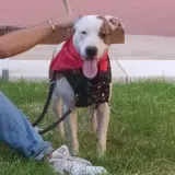 Adopta a Yuri