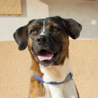 Adopta a Moscú