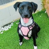 Adopta a Bimba