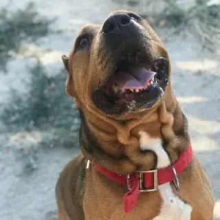 Turko