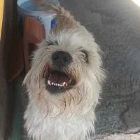 Adopta a Pelusa