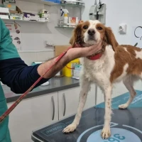 Adopta a Valentina, Perrita De 9 Kg Tlf 645978718