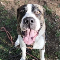 Adopta a Brownie Atigrado