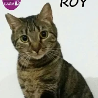 Adopta a Roy