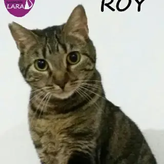 Roy