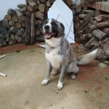 Adopta a Zeus