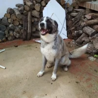 Adopta a Zeus