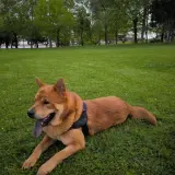 Adopta a Rocco