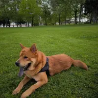 Adopta a Rocco