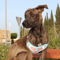 Adopta a Lara