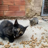 Adopta a Gatos Pequeños Urgente