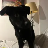 Adopta a Choco