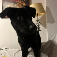 Adopta a Choco