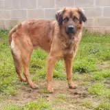 Adopta a Peke