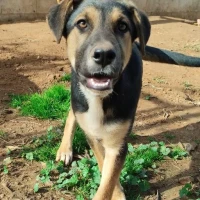 Adopta a Kopa