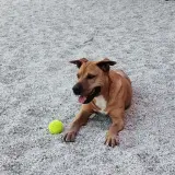 Adopta a Pucha