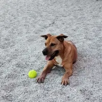 Adopta a Pucha
