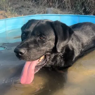 Pipo