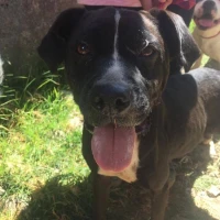 Adopta a Camila Boxer