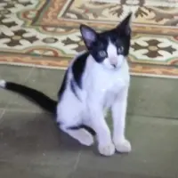 Adopta a Oreo