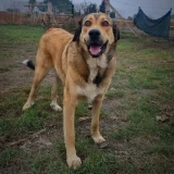 Adopta a Benji