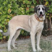 Adopta a Siri