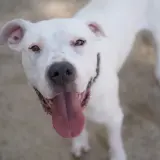 Adopta a Melibea