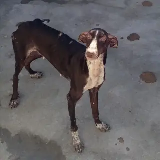 Moni