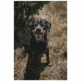 Adopta a Rocco