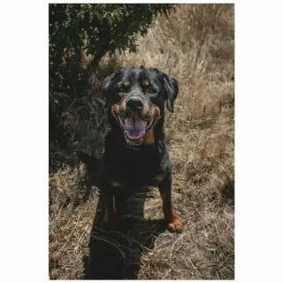 Rocco