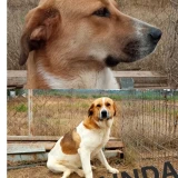 Adopta a Linda