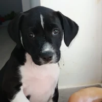 Adopta a Thisa