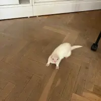 Adopta a Lluna