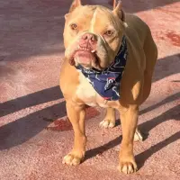 Adopta a Pepón